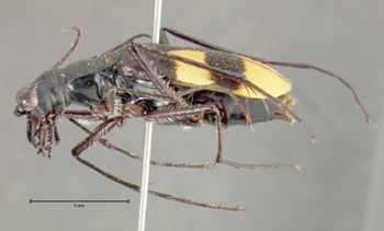Media type: image;   Entomology 23593 Aspect: habitus lateral view